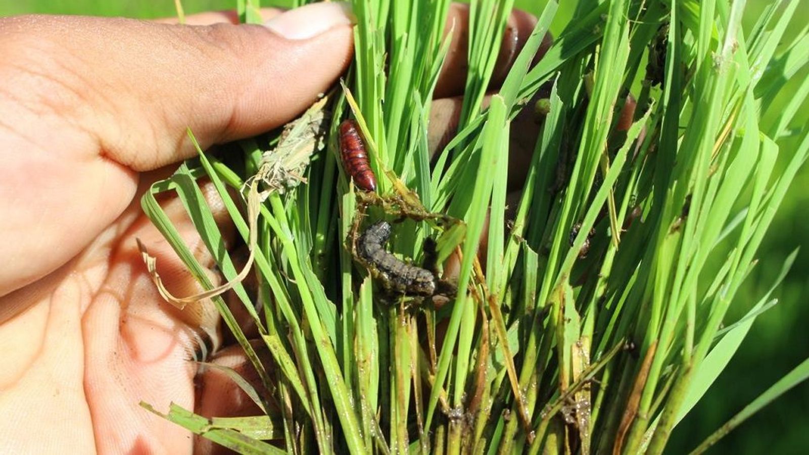 NADMO Issues Armyworm Advisory for Upper East and Upper West Regions